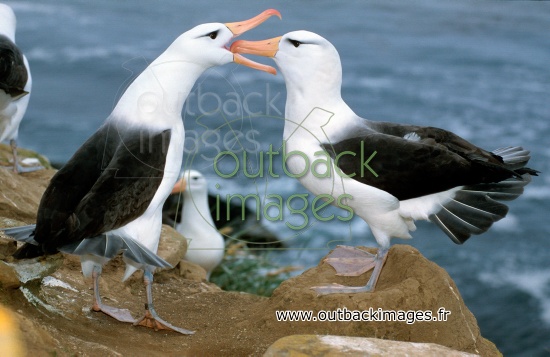 L'albatros à sourcils noirs, un voilier des mers menacé