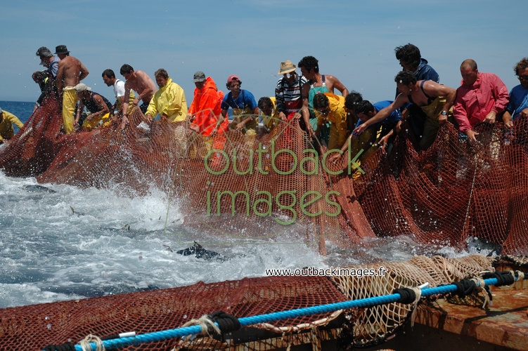 Pêche du thon rouge en Méditerranée, la Tonnara, une pêche millénaire