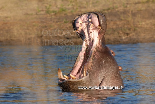 Hippopotame 27.jpg  bis