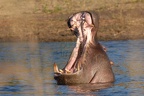 Hippopotame 27.jpg  bis