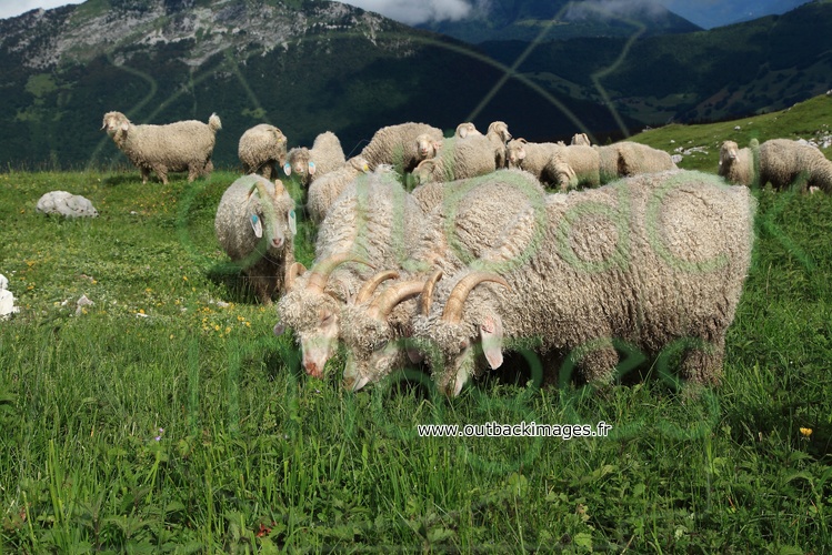 Mohair de chèvre angora et fromages de chèvre chamoisée des Bauges, Savoie 