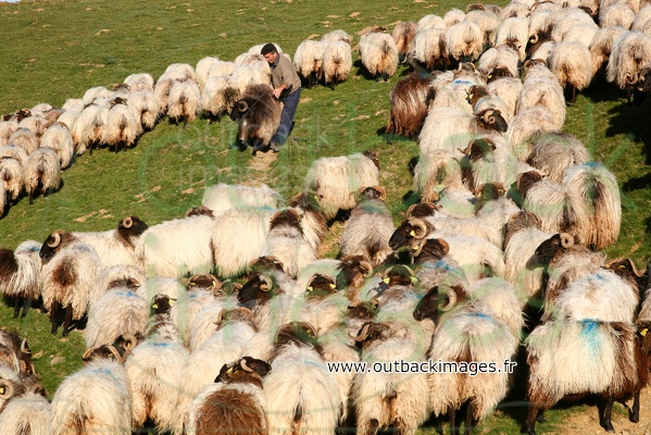 Pastoralisme et estive au Pays-Basque
