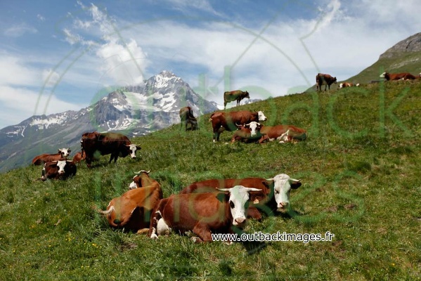 Vaches de race Abondance, dans les hauteurs de Termignon - Haute Maurienne - Savoie - France - F73