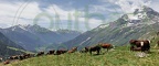 Vaches de race Abondance, dans les hauteurs de Termignon - Haute Maurienne - Savoie - France - F73