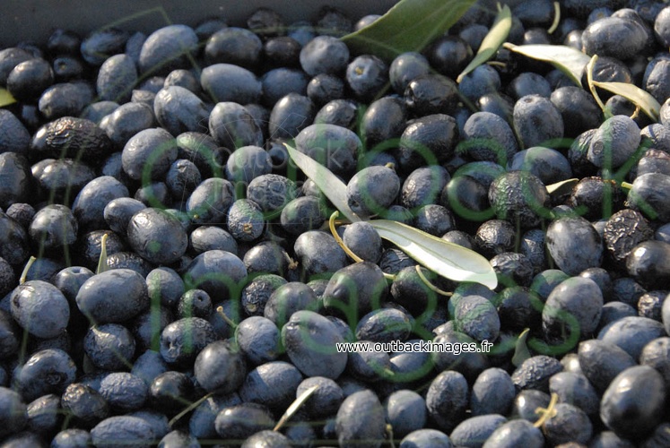 De la terre à l’assiette, l’olive noire de Nyons, Drôme